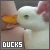 ducks fanlisting